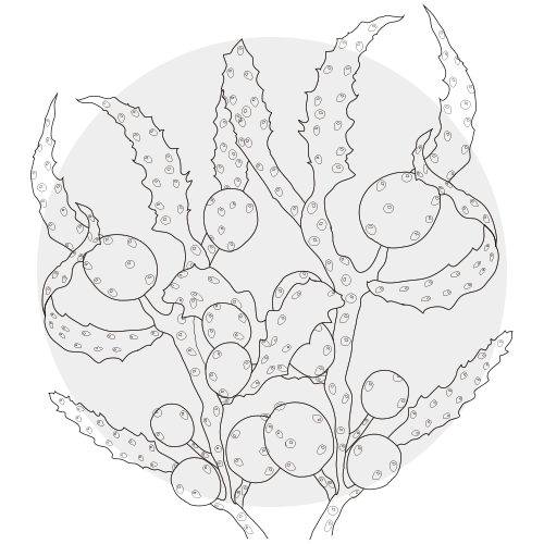 PINEAPPLE EXTRACT